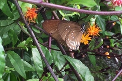 Euploea doubledayi evalida