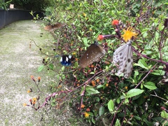 Euploea doubledayi evalida