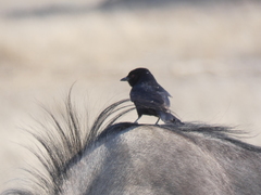Dicrurus adsimilis apivorus