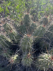 Echinocereus enneacanthus enneacanthus