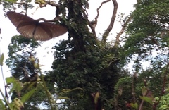 Euploea doubledayi evalida