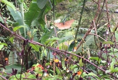 Euploea doubledayi evalida