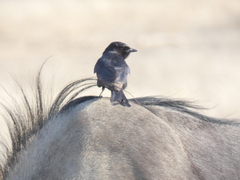 Dicrurus adsimilis apivorus