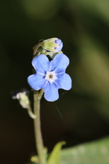 Omphalodes nitida