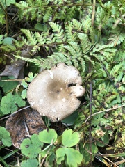 Russula amoenolens