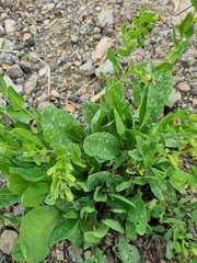 Cerinthe glabra