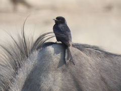 Dicrurus adsimilis apivorus