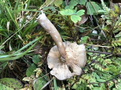 Russula amoenolens
