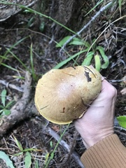 Suillus ponderosus