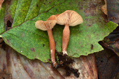 Lactarius occidentalis