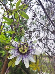 Passiflora caerulea