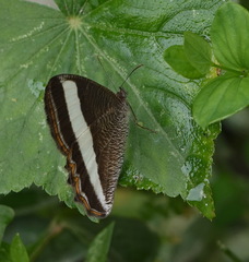 Oressinoma sorata