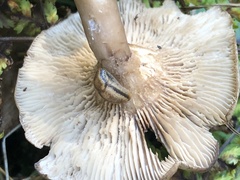 Russula amoenolens