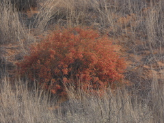 Hermannia burchellii
