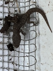 Mediodactylus orientalis