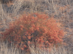 Hermannia burchellii
