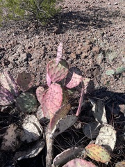 Opuntia azurea
