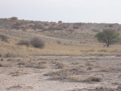 Aristida adscensionis