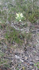 Pedicularis lapponica