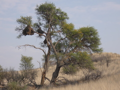 Vachellia erioloba