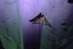 Mimorista subcostalis