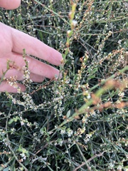 Polygonum equisetiforme