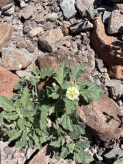 Chamaesaracha sordida