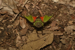 Hemisciera maculipennis