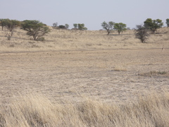 Vachellia haematoxylon