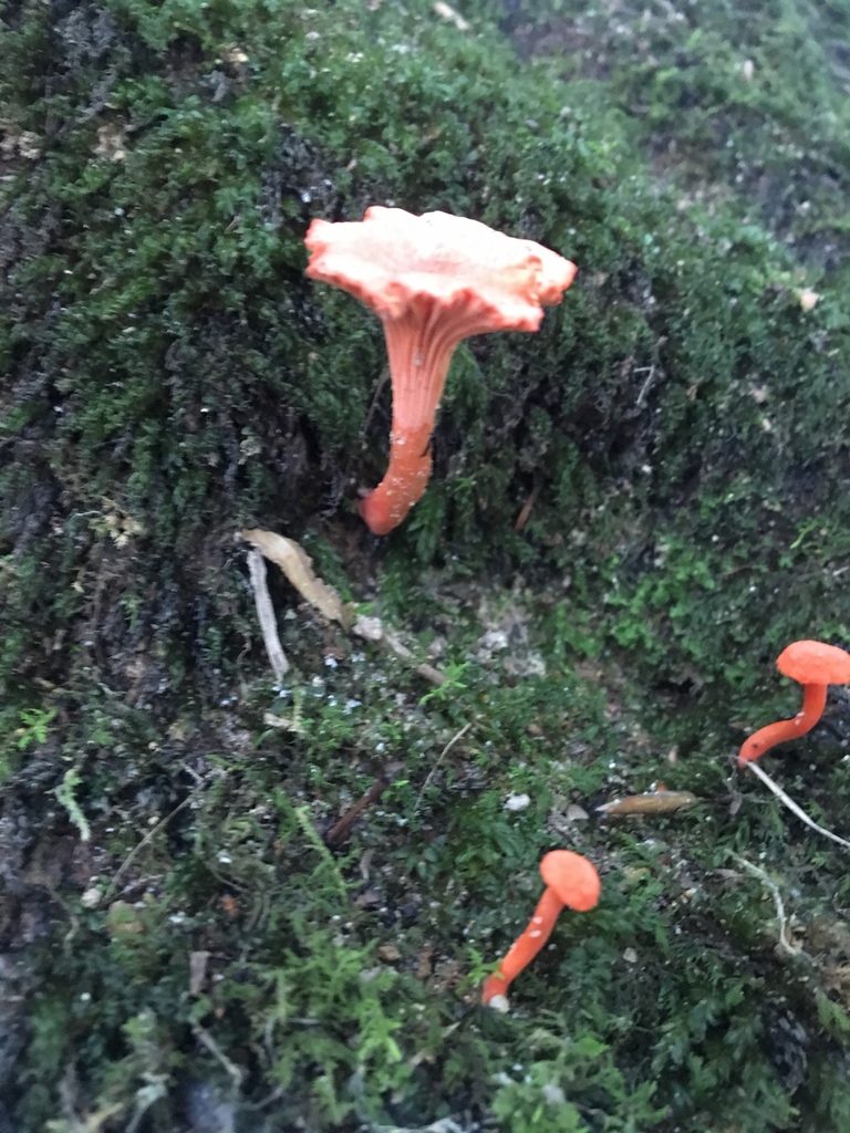 Red Chanterelle from 19702, Newark, DE, US on August 28, 2018 at 0418