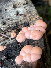 Lycogala epidendrum