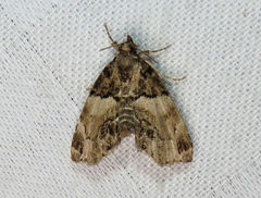 Cutina distincta