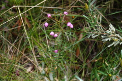 Boronia pinnata