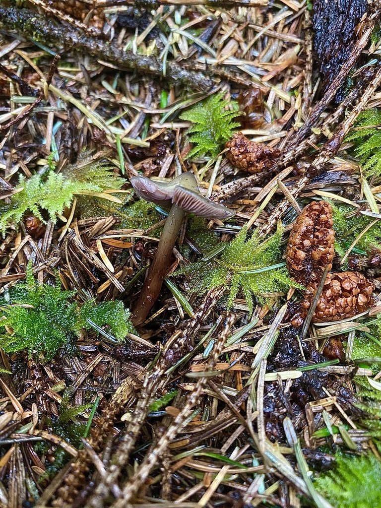 Phaeocollybia sp. 'WA01'