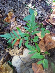 Sceptridium biternatum