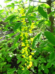 Laburnum × watereri