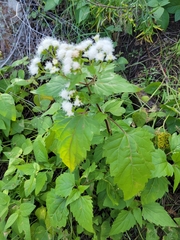 Ageratina herbacea