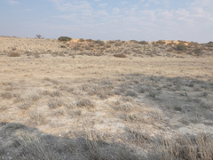 Aptosimum spinescens