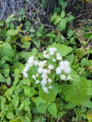 Ageratina herbacea