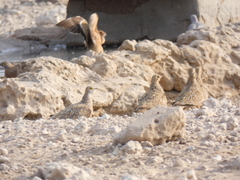 Streptopelia capicola damarensis