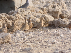 Streptopelia capicola damarensis