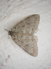 Operophtera fagata