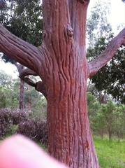 Angophora costata