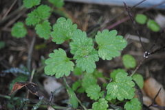 Lamium
