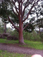 Angophora costata