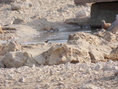 Streptopelia capicola damarensis