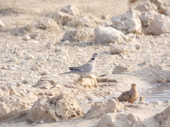 Streptopelia capicola damarensis