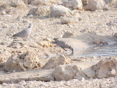 Streptopelia capicola damarensis