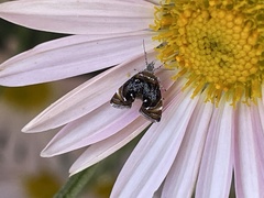 Prochoreutis inflatella