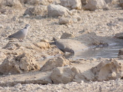 Streptopelia capicola damarensis